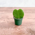Hoya kerrii single heart-shaped leaf in nursery pot