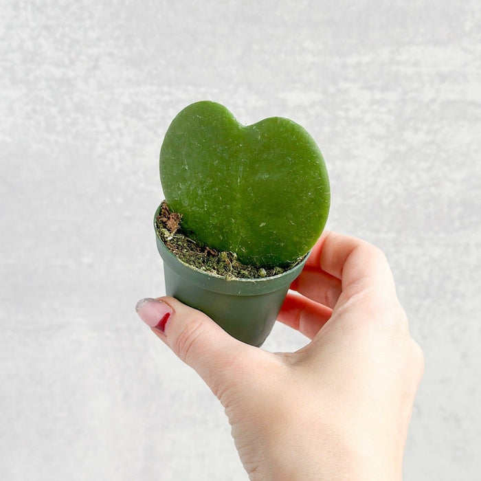 Close up of Hoya Heart succulent leaf