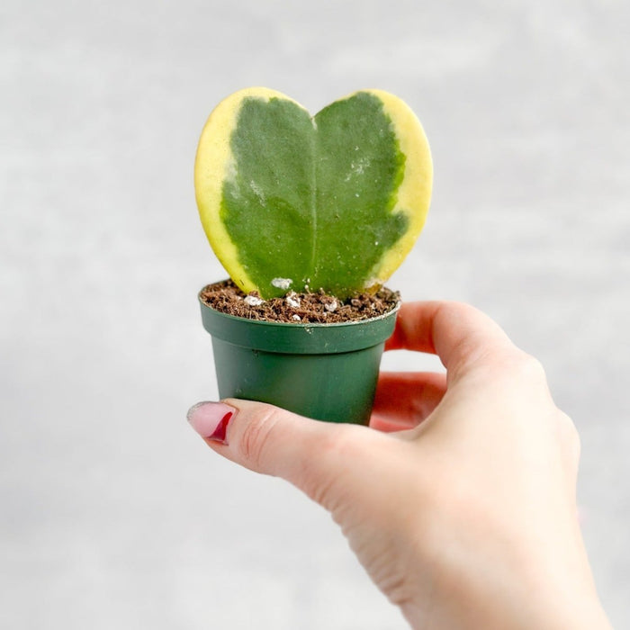 Hoya Kerrii Varigated 'Hoya Heart' Sweetheart Plant