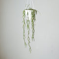 Hoya linearis - Wax Vine Hanging Basket