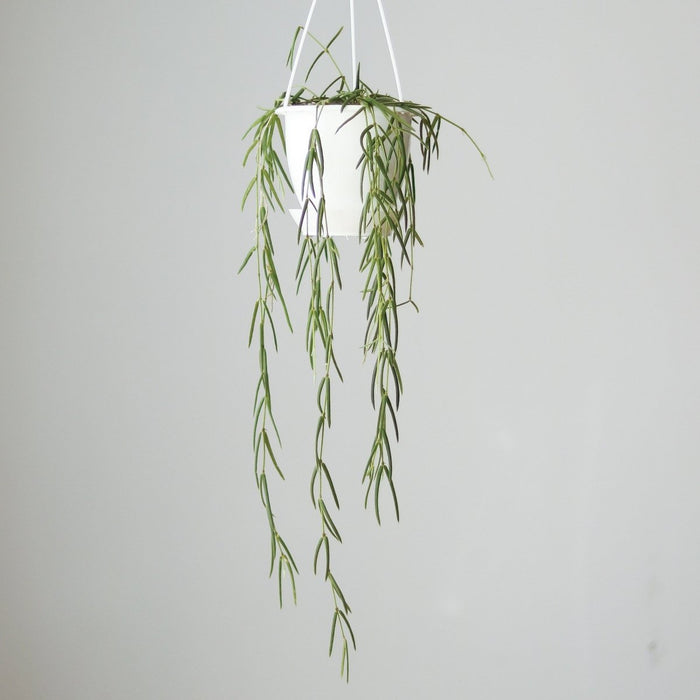 Hoya linearis - Wax Vine with needle like foliage cascading in hanging basket