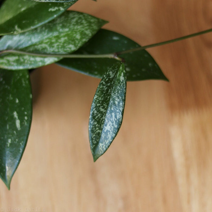Hoya pubicalyx ‘Splash’ with glossy green leaves speckled in silver and trailing vine growth.