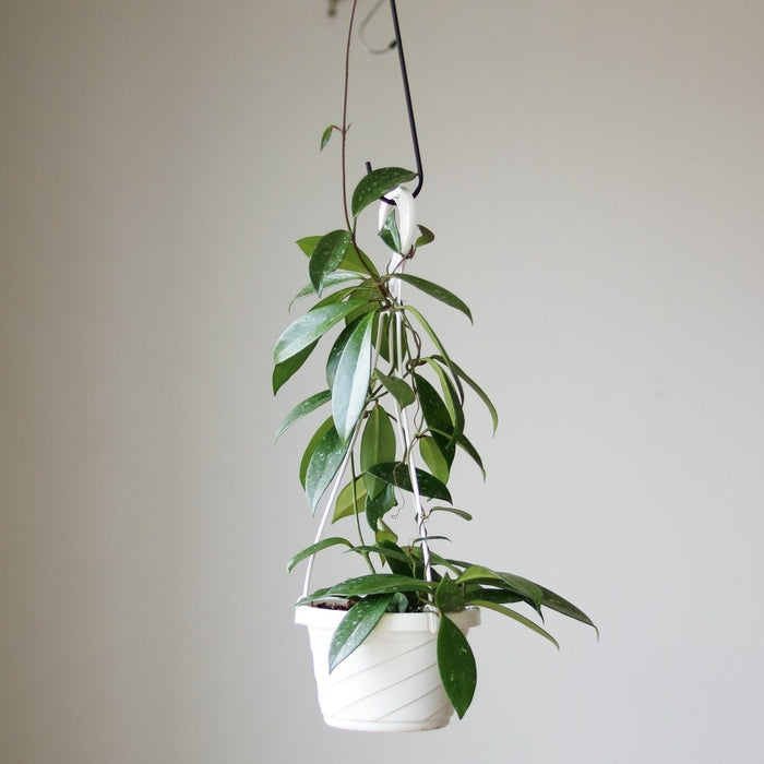 Hoya Pubicalyx 'Splash' Wax Plant Hanging Basket