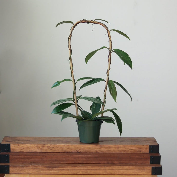 Hoya Pubicalyx 'Splash' Wax Plant growing on bamboo trellis