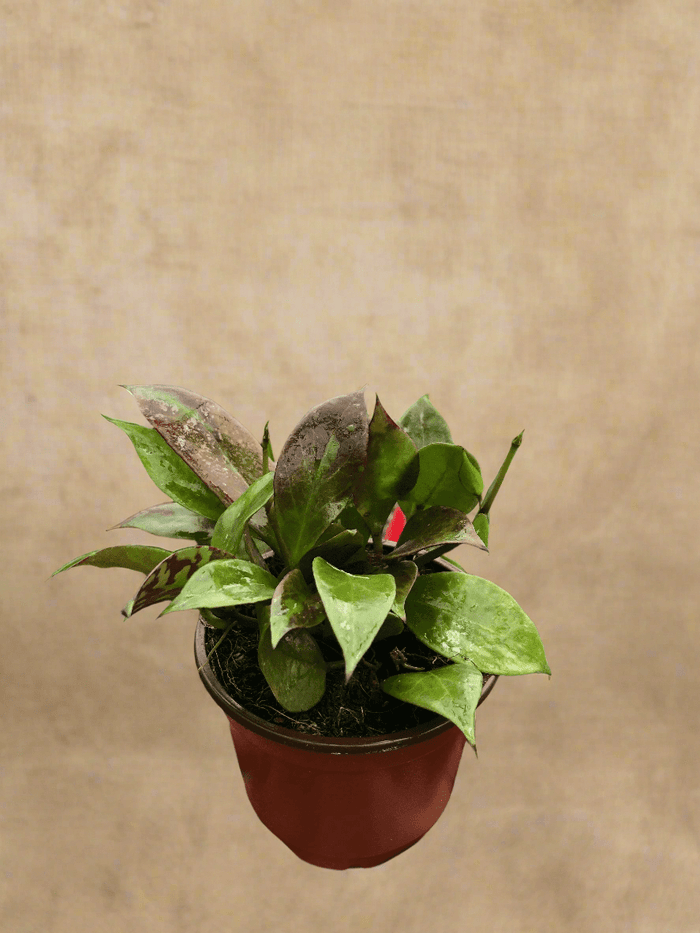 Sunrise Hoya Plant