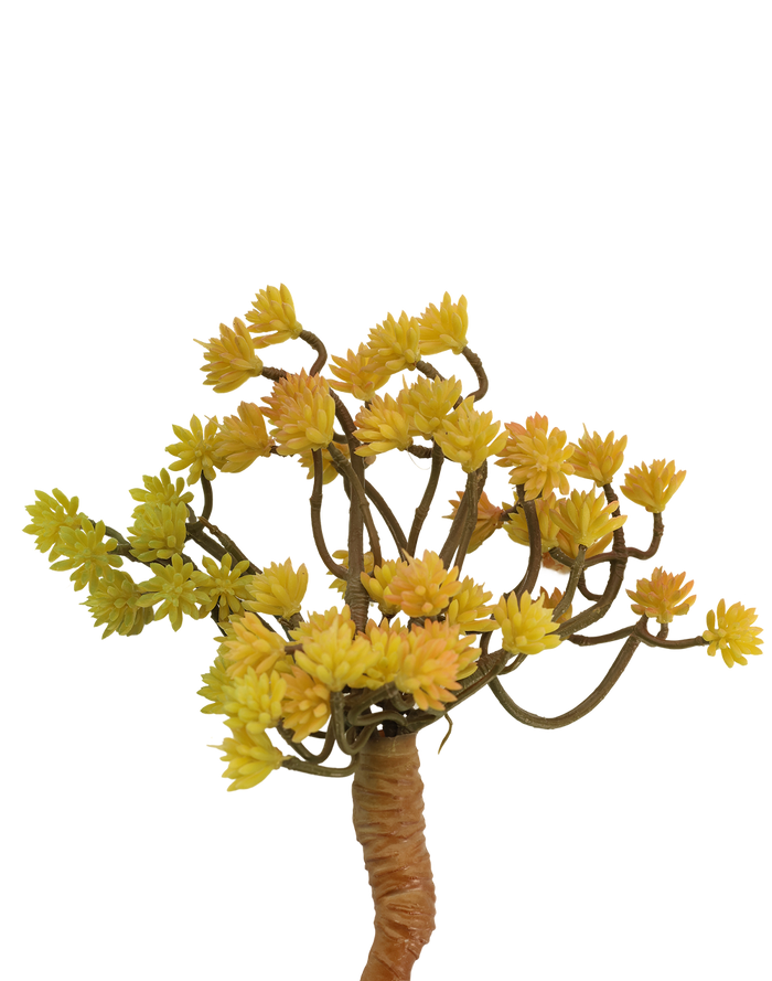 Hypericum Succulent