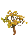 Hypericum Succulent