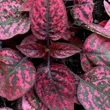 4" Nursery Pot - Red Splash