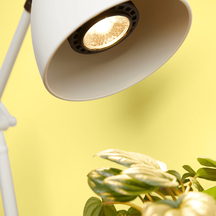 Instant Sun Grow Bulb - Ed's Plant Shop