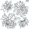 IOD Chrysanthemum 12x12 Stamp