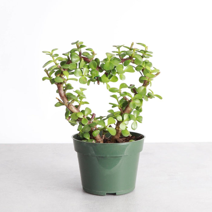 Jade Heart Bonsai - Live Plant - Ed's Plant Shop