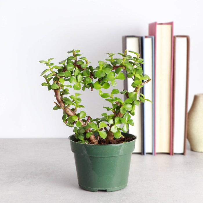 Jade Heart Bonsai - Live Plant - Ed's Plant Shop