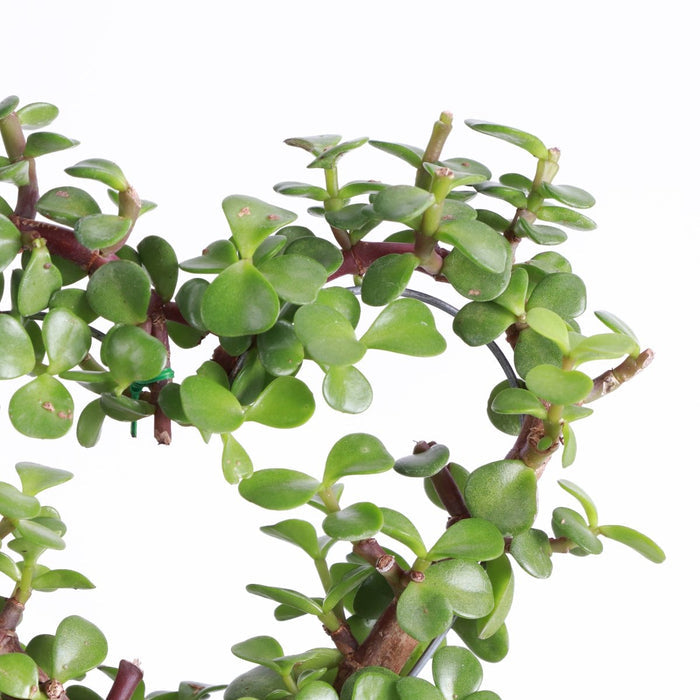 Jade Heart Bonsai - Live Plant - Ed's Plant Shop