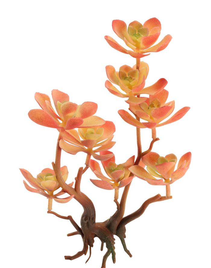 Kalanchoe Succulent