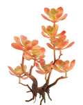 Kalanchoe Succulent