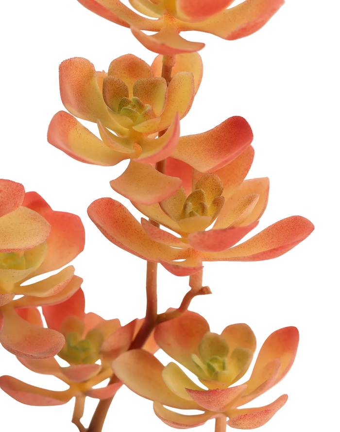 Kalanchoe Succulent