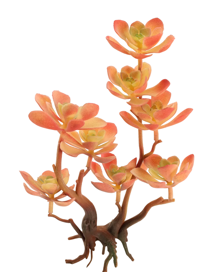 Kalanchoe Succulent