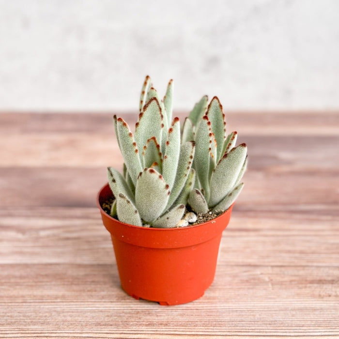 Panda Plant succulent showing upright clumping growth and fuzzy foliage.”