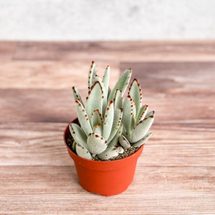 Panda Plant succulent styled on a shelf with its plush, textured leaves.
