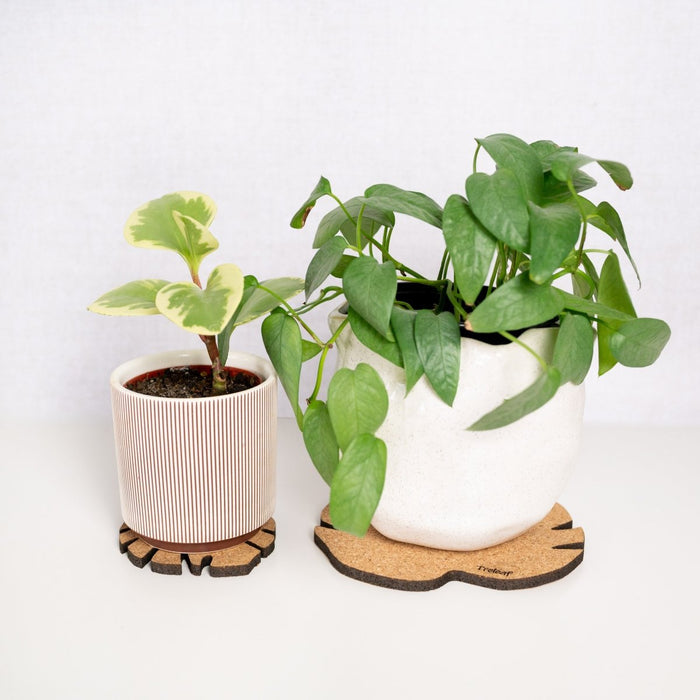 Kostr™ – Set of 4 Sustainable Cork Plant Coasters - Ed's Plant Shop