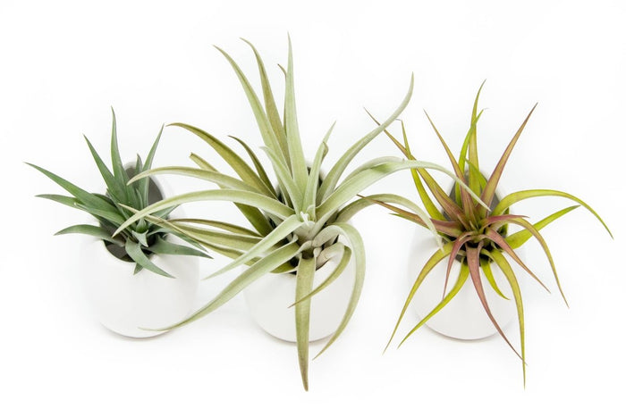 Large Ivory Ceramic Container – Hanging or Tabletop Display Vase for Air Plants - Ed's Plant Shop