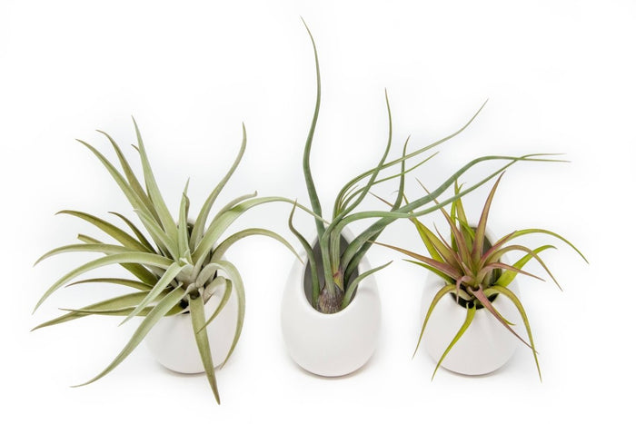 Large Ivory Ceramic Container – Hanging or Tabletop Display Vase for Air Plants - Ed's Plant Shop