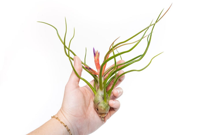 Large Tillandsia Air Plant Variety Pack - 5 Big Plants - Ed's Plant Shop