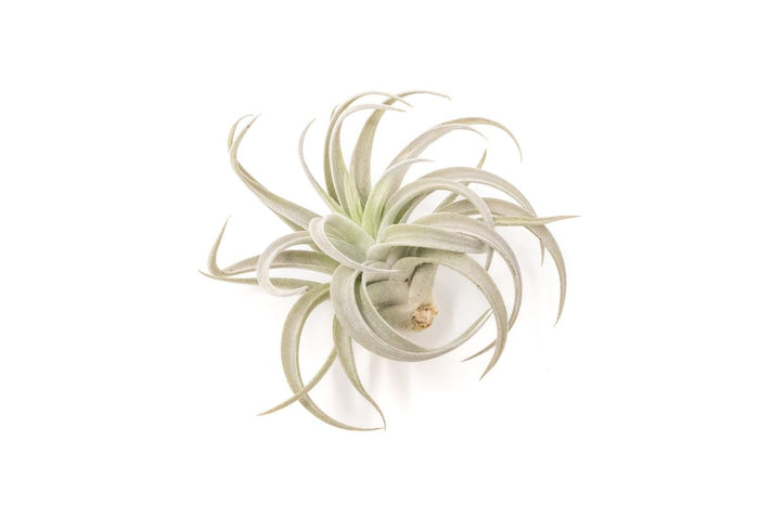 Large Tillandsia Air Plant Variety Pack - 5 Big Plants - Ed's Plant Shop