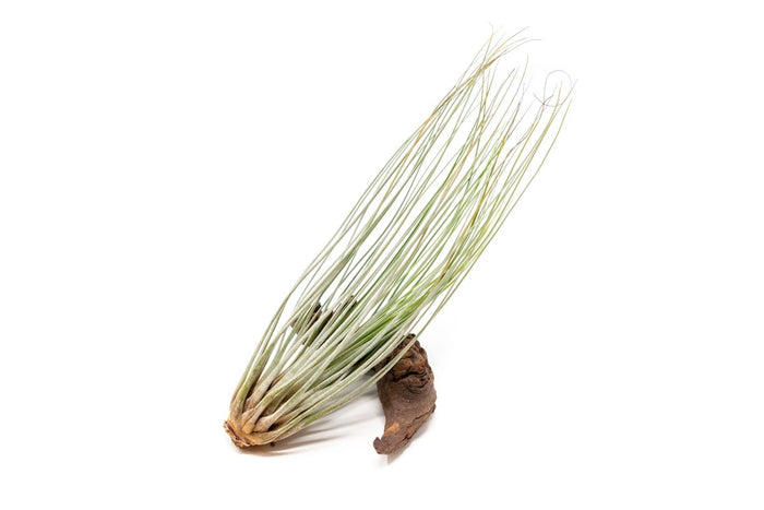 Large Tillandsia Air Plant Variety Pack - 5 Big Plants - Ed's Plant Shop