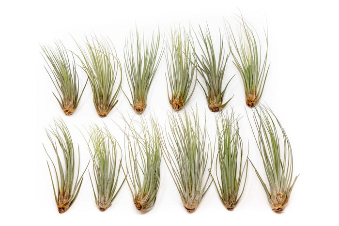 Large Tillandsia Juncea - Set of 10, 15 or 20 Air Plants - 50% Off - Ed's Plant Shop