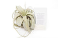 Large Tillandsia Xerographica + 1 Year Air Plant Fertilizer Pack - Ed's Plant Shop