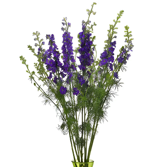 Larkspur Violet Flower