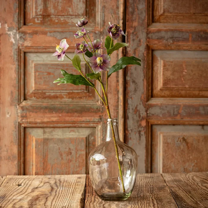 Lavender Hellebore