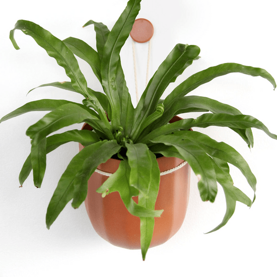 Leak Free Hanging Planter - Ed's Plant Shop