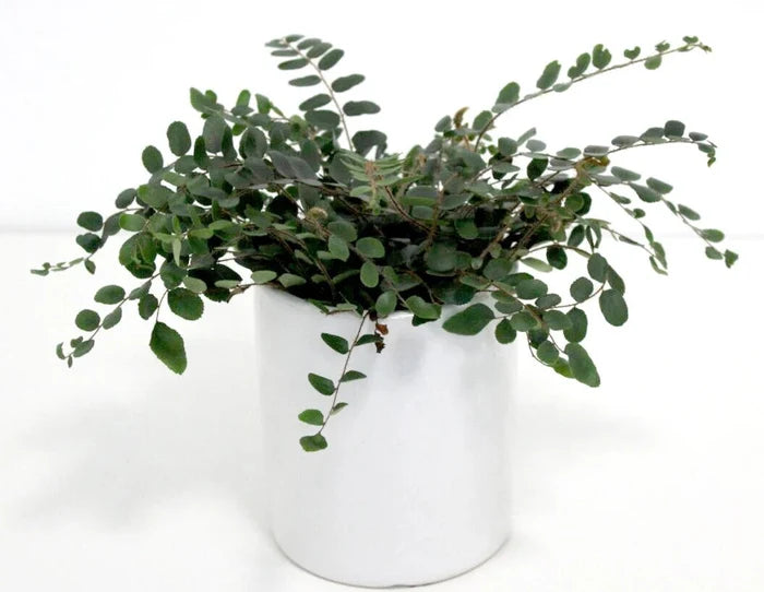 A small green trailing Lemon Button Fern plant with oval leaves arranged in a white cylindrical ceramic pot against a plain white background.