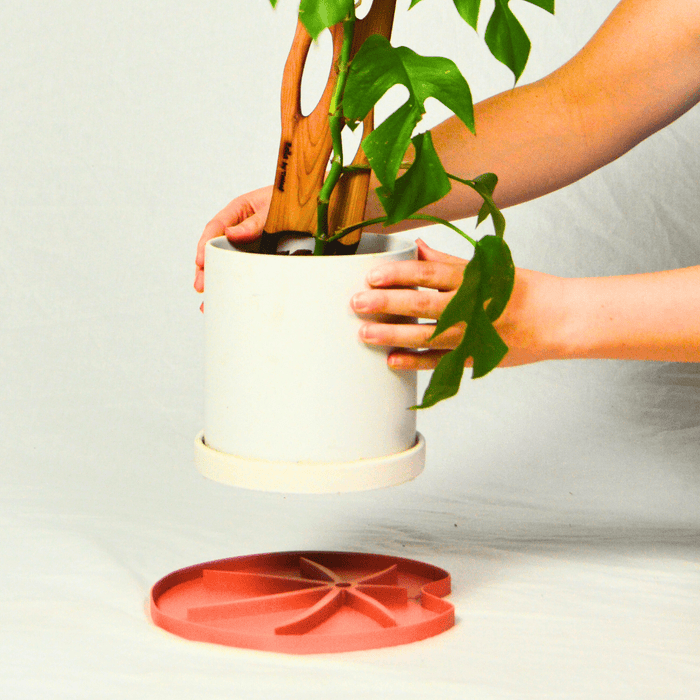 Lili Saucer – Stylish Lily Pad Plant Saucer for Drainage, Root Rot Prevention & Humidity - Ed's Plant Shop