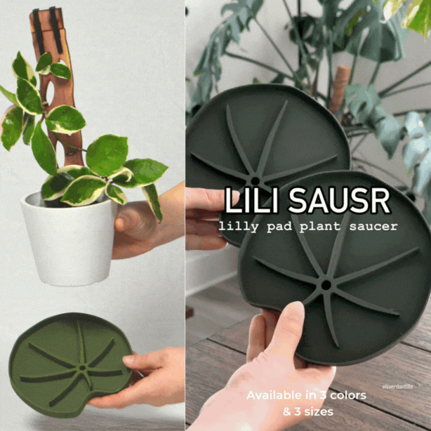 Lili Saucer – Stylish Lily Pad Plant Saucer for Drainage, Root Rot Prevention & Humidity