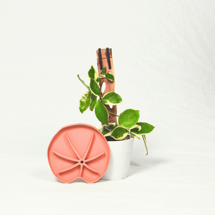 Lili Saucer – Stylish Lily Pad Plant Saucer for Drainage, Root Rot Prevention & Humidity