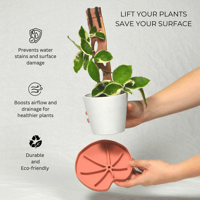 Lili Saucer – Stylish Lily Pad Plant Saucer for Drainage, Root Rot Prevention & Humidity - Ed's Plant Shop