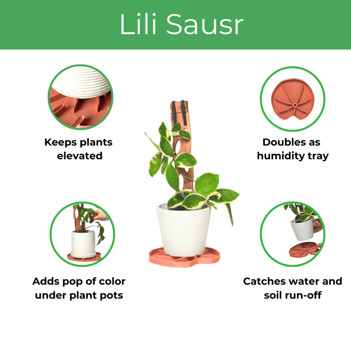 Lili Saucer – Stylish Lily Pad Plant Saucer for Drainage, Root Rot Prevention & Humidity - Ed's Plant Shop