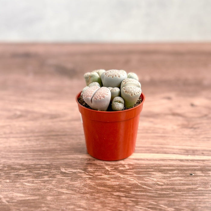 Lithops - Living Rock Plant - Ed's Plant Shop