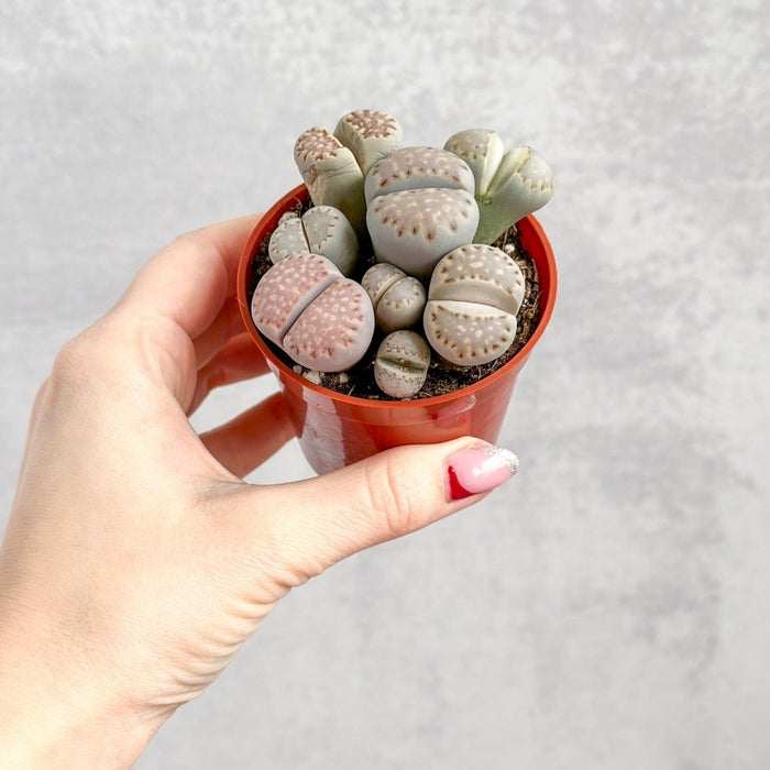 Lithops - Living Rock Plant - Ed's Plant Shop