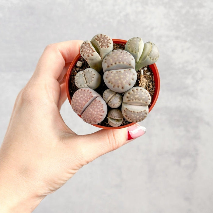 Lithops - Living Rock Plant - Ed's Plant Shop