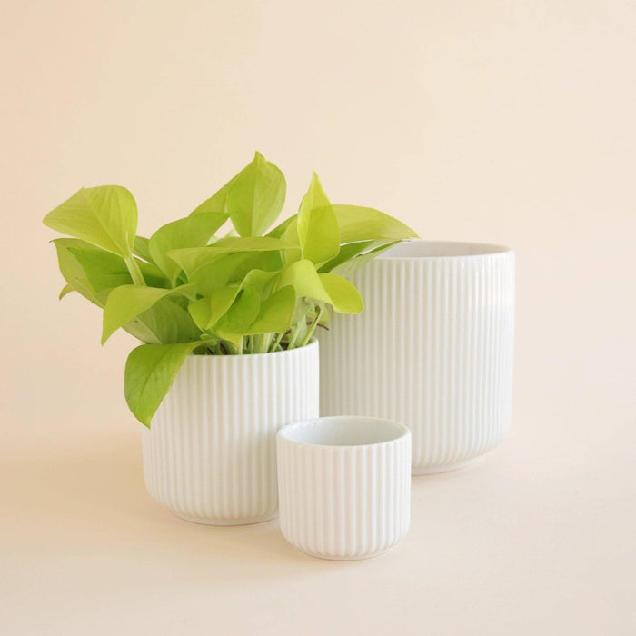 Lucy Planter | White - Ed's Plant Shop