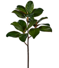 Magnolia Leaf Branch
