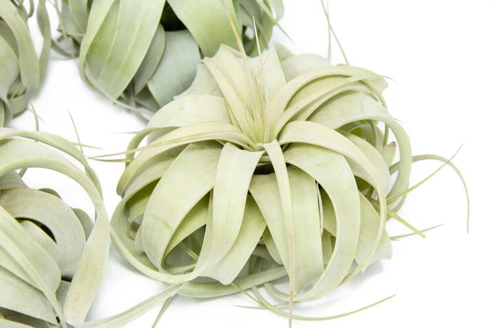 Medium Tillandsia Xerographica Air Plant / 5 - 6 Inches Wide - Ed's Plant Shop