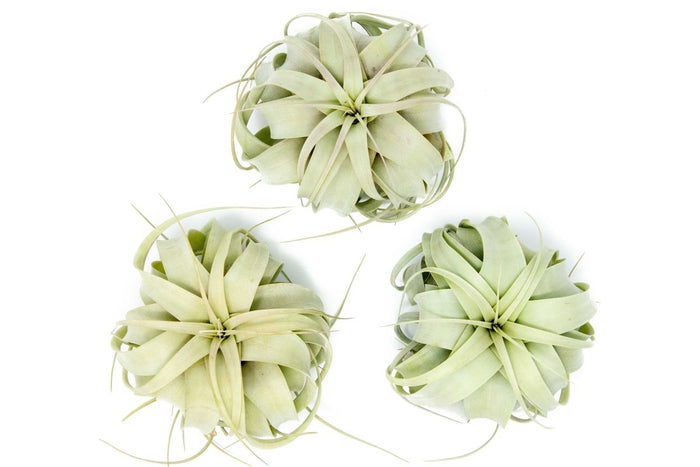 Medium Tillandsia Xerographica Air Plant / 5 - 6 Inches Wide - Ed's Plant Shop