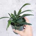 Blue Oil Fern with iridescent blue-green fronds