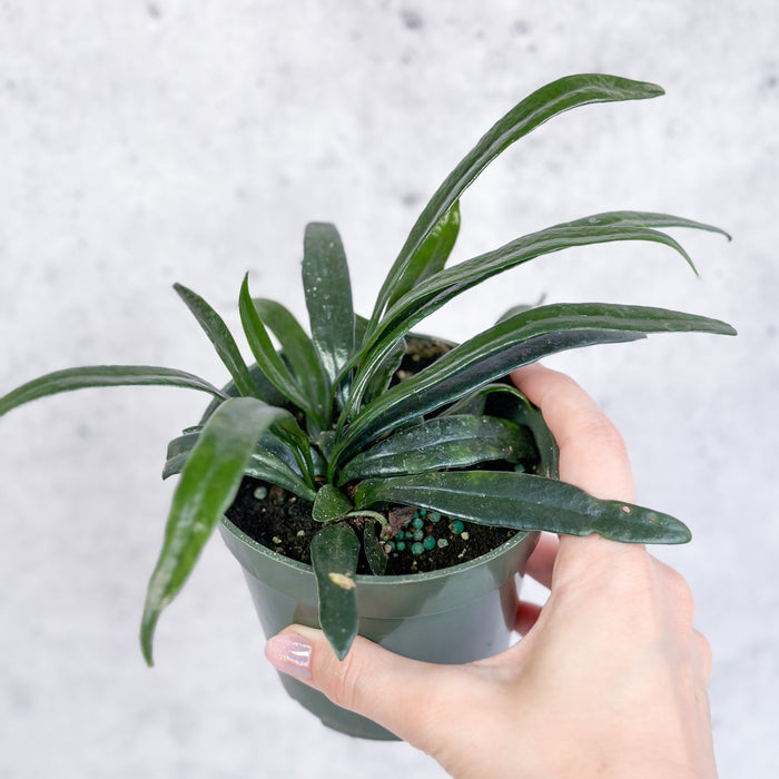 Blue Oil Fern with iridescent blue-green fronds