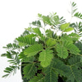 Close-up of Mimosa pudica sensitive plant with fern like foliage